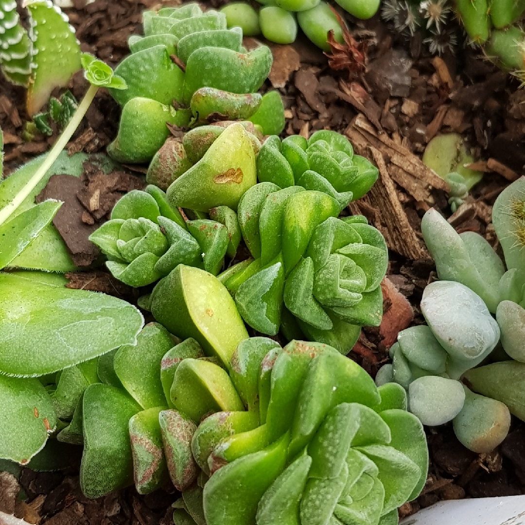 Crassula Dorothy in the GardenTags plant encyclopedia