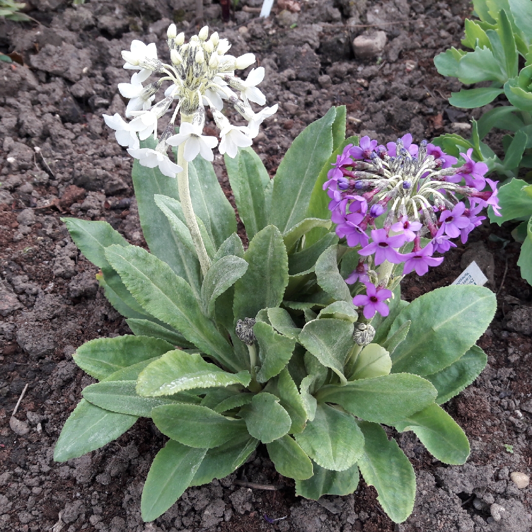 Japanese Hardy Primrose in the GardenTags plant encyclopedia