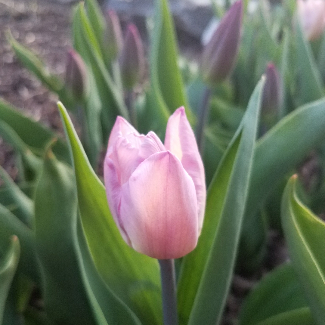 Tulip Sweet Flag (Triumph) in the GardenTags plant encyclopedia