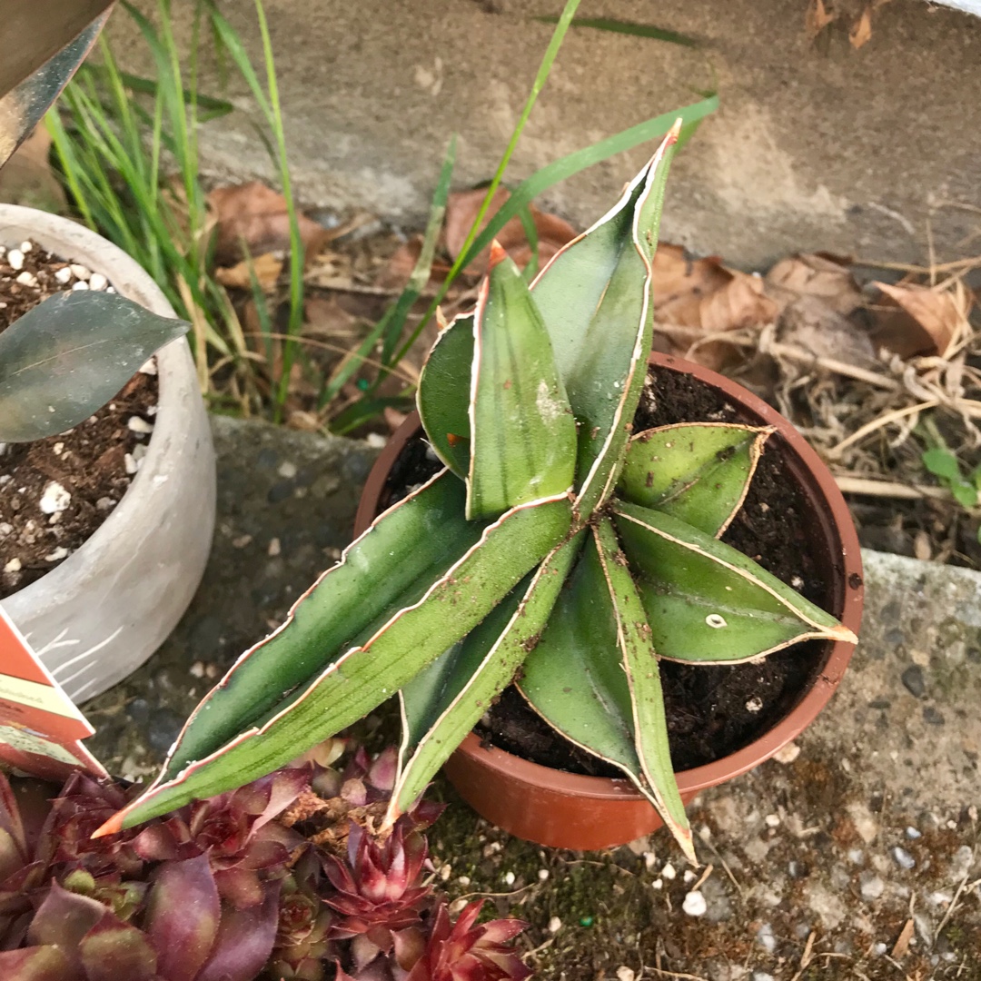 Snake Plant Banana in the GardenTags plant encyclopedia