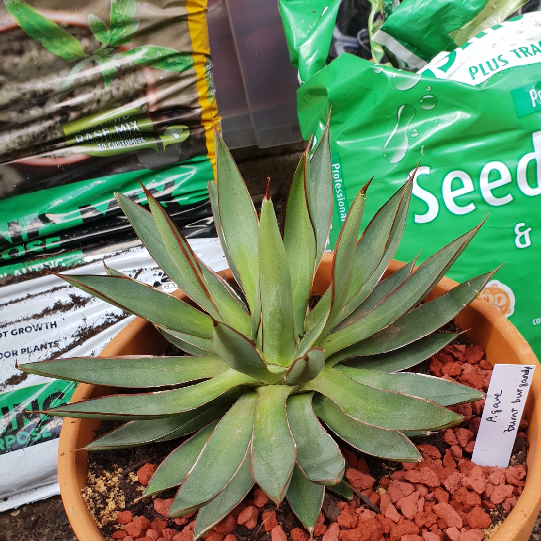 Agave Burnt Burgundy in the GardenTags plant encyclopedia