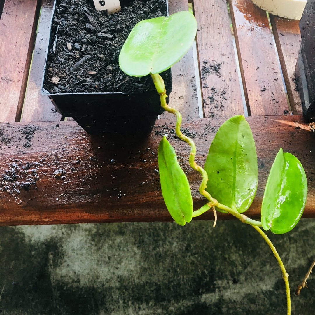 Hoya Coen River in the GardenTags plant encyclopedia