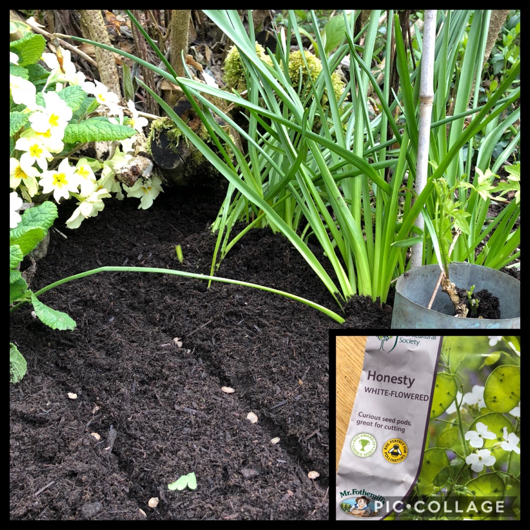 White-flowered Honesty in the GardenTags plant encyclopedia