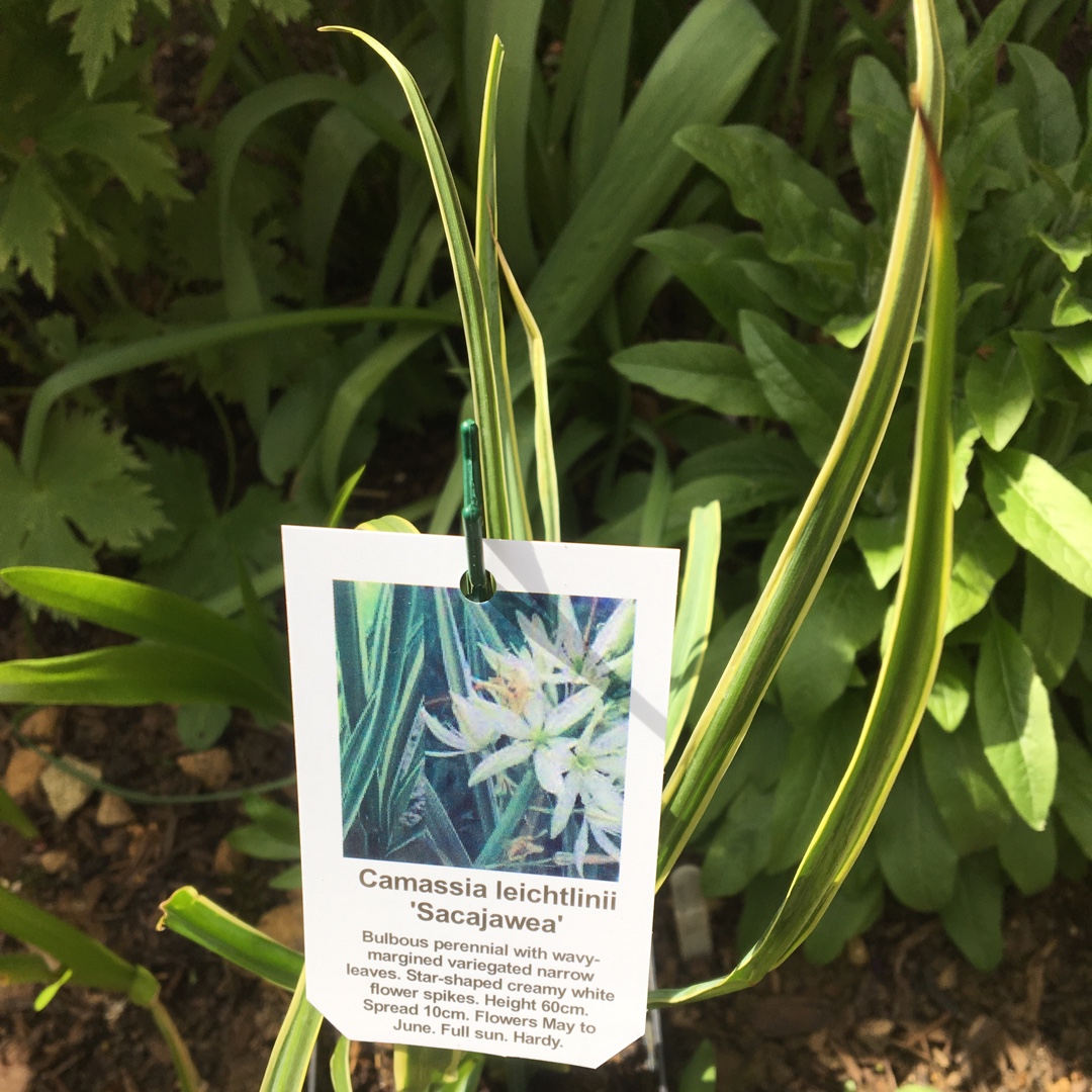 Camassia Sacajawea in the GardenTags plant encyclopedia