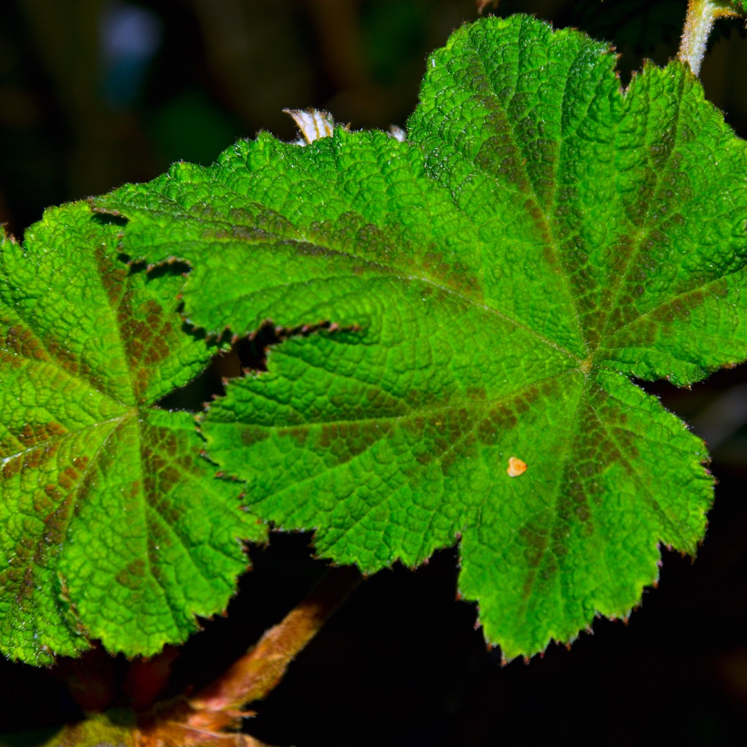 Formosan Bramble in the GardenTags plant encyclopedia