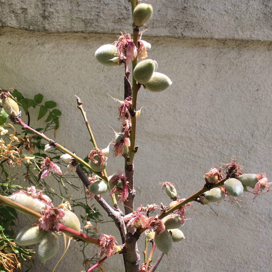 Peach Midpride in the GardenTags plant encyclopedia