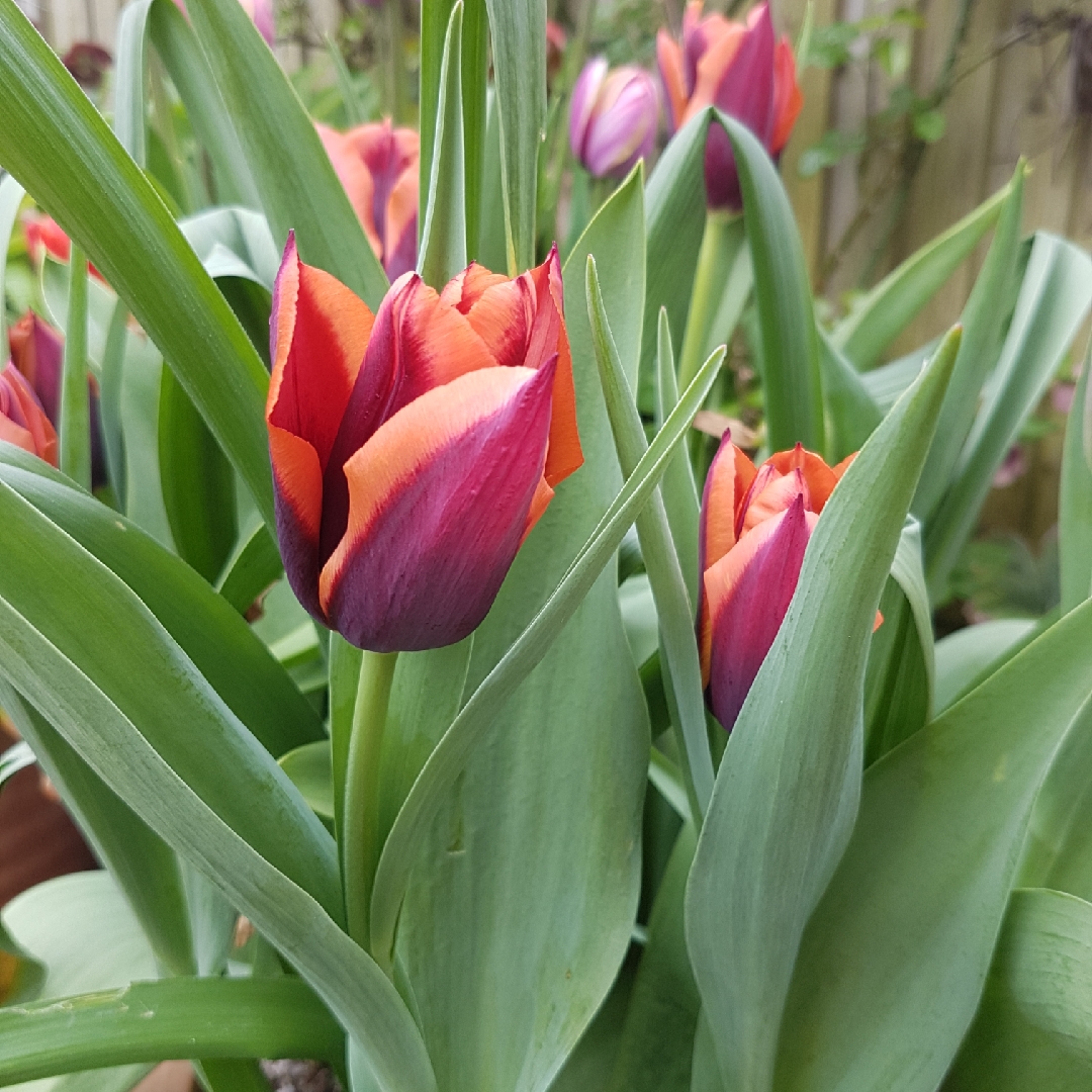 Tulip Slawa (Triumph) in the GardenTags plant encyclopedia