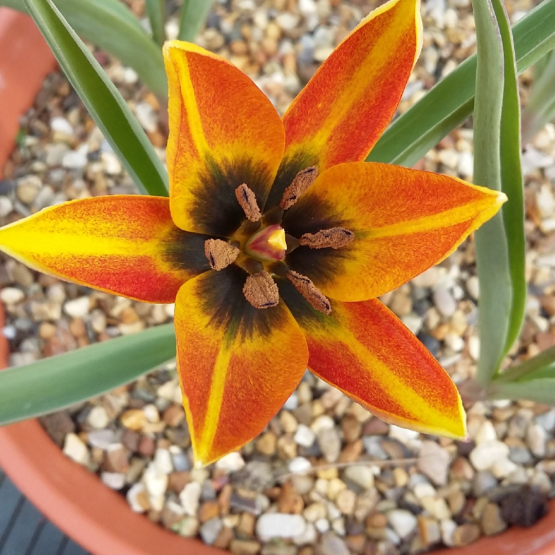 Tulip (Species) Orphanidea Tulip (Whittallii Group) in the GardenTags plant encyclopedia