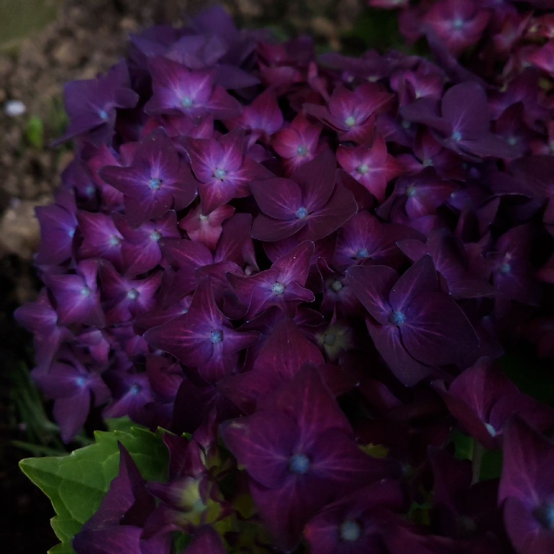 Lacecap Hydrangea Deep Purple in the GardenTags plant encyclopedia