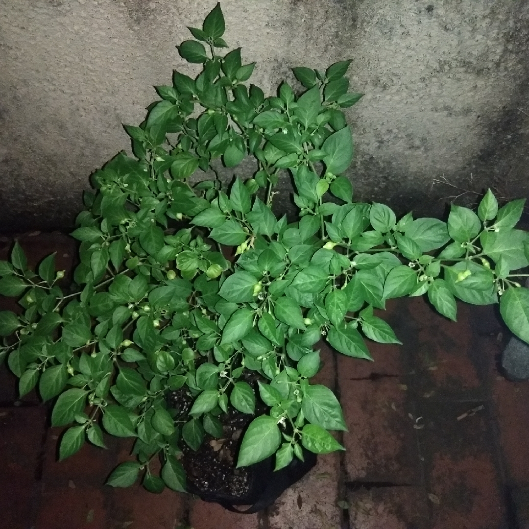 Little Beak Peppers in the GardenTags plant encyclopedia