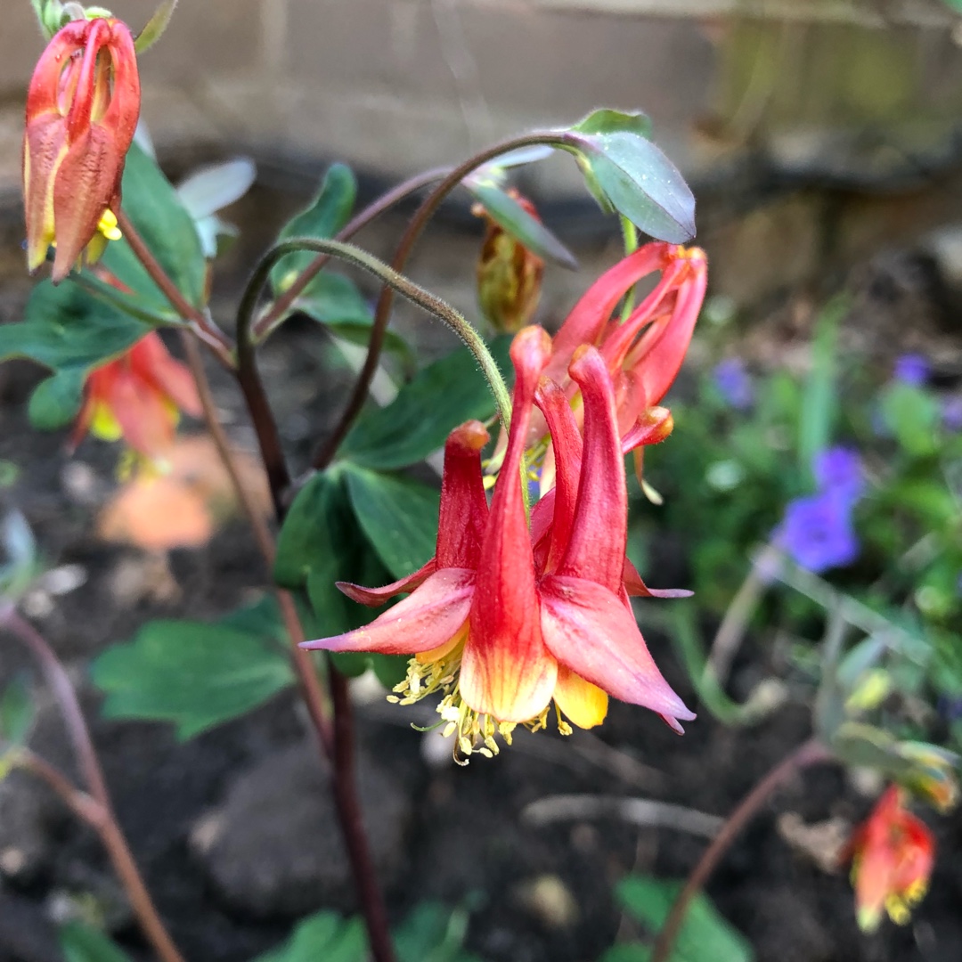 Columbine Rhubarb and Custard in the GardenTags plant encyclopedia