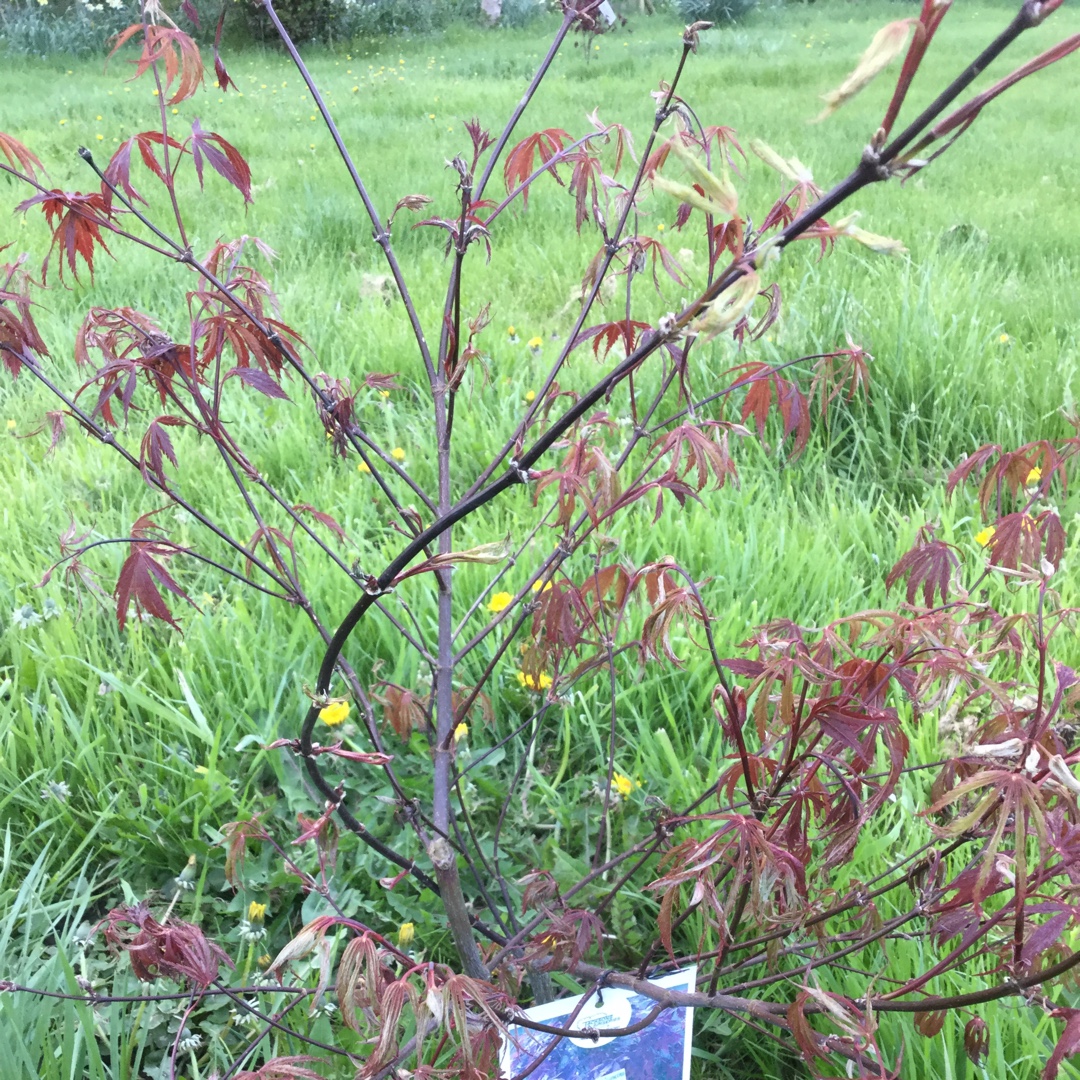 Japanese Maple Burgundy Lace in the GardenTags plant encyclopedia