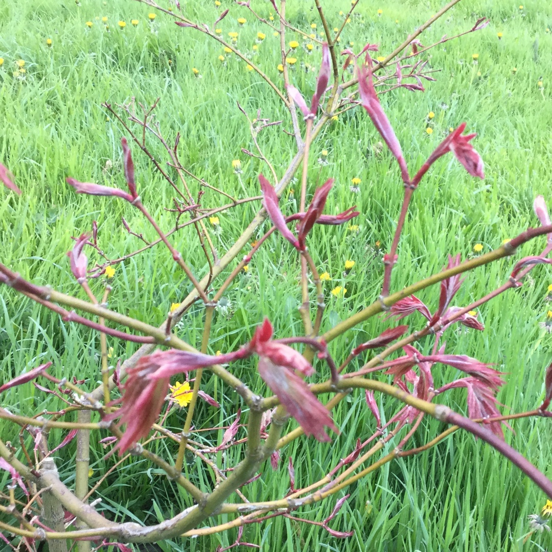 Japanese Maple Aka Shigitatsu Sawa in the GardenTags plant encyclopedia