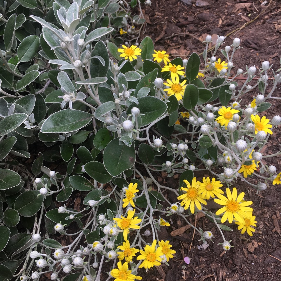 Brachyglottis Walbertons Silver Dormouse in the GardenTags plant encyclopedia