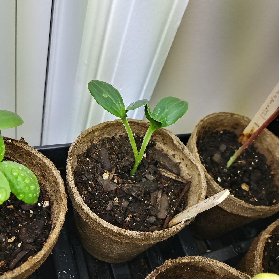 Watermelon Congo in the GardenTags plant encyclopedia