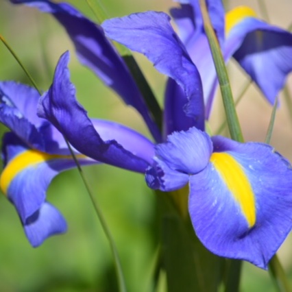 Dutch Iris Professor Blaauw in the GardenTags plant encyclopedia