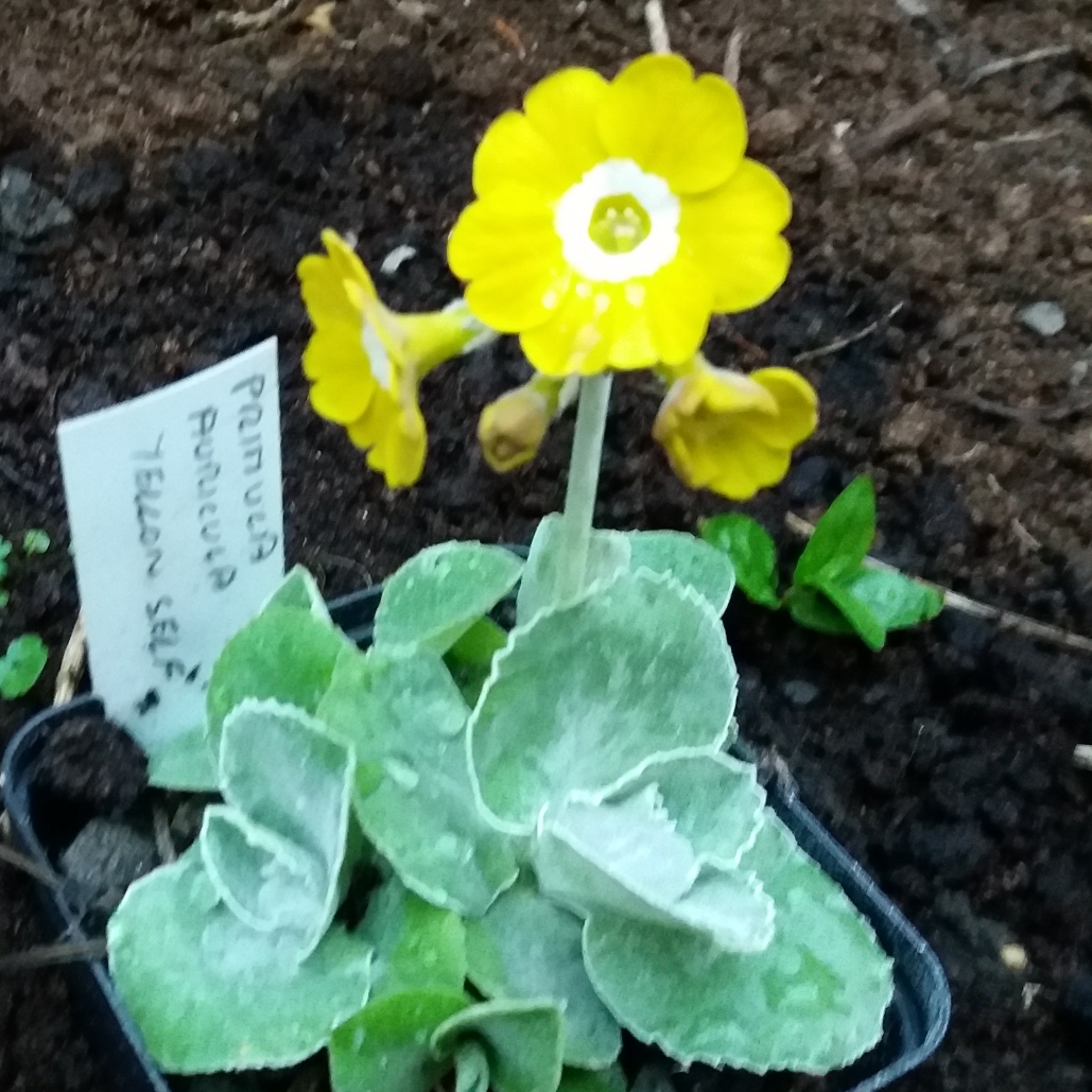 Auricula Yellow Self in the GardenTags plant encyclopedia