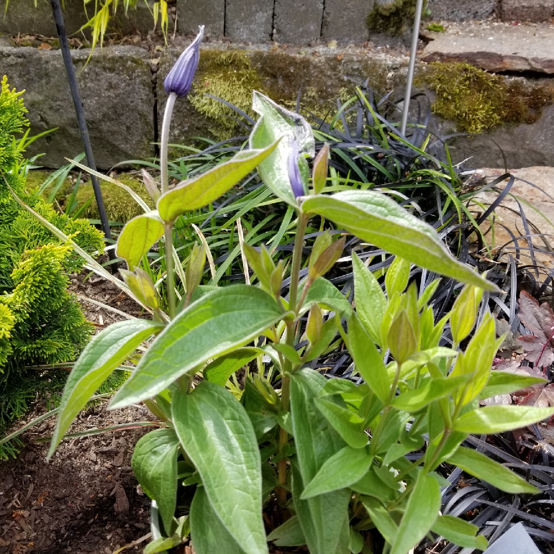 Clematis Blue Ribbons in the GardenTags plant encyclopedia