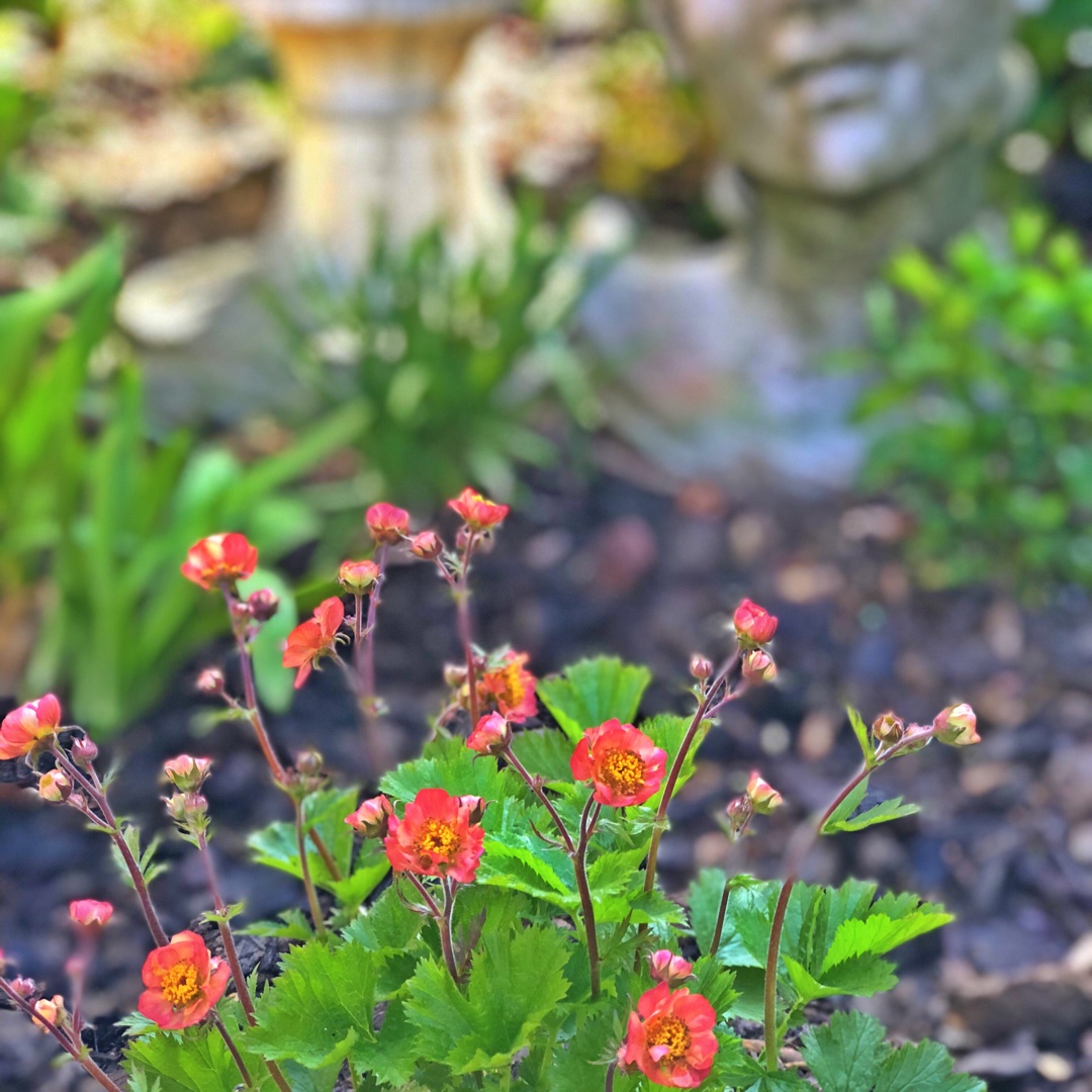 Avens Sensation Lipstick in the GardenTags plant encyclopedia