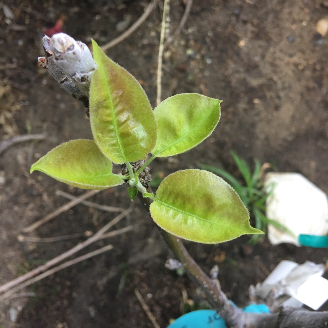 Asian Pear Nijisseiki in the GardenTags plant encyclopedia