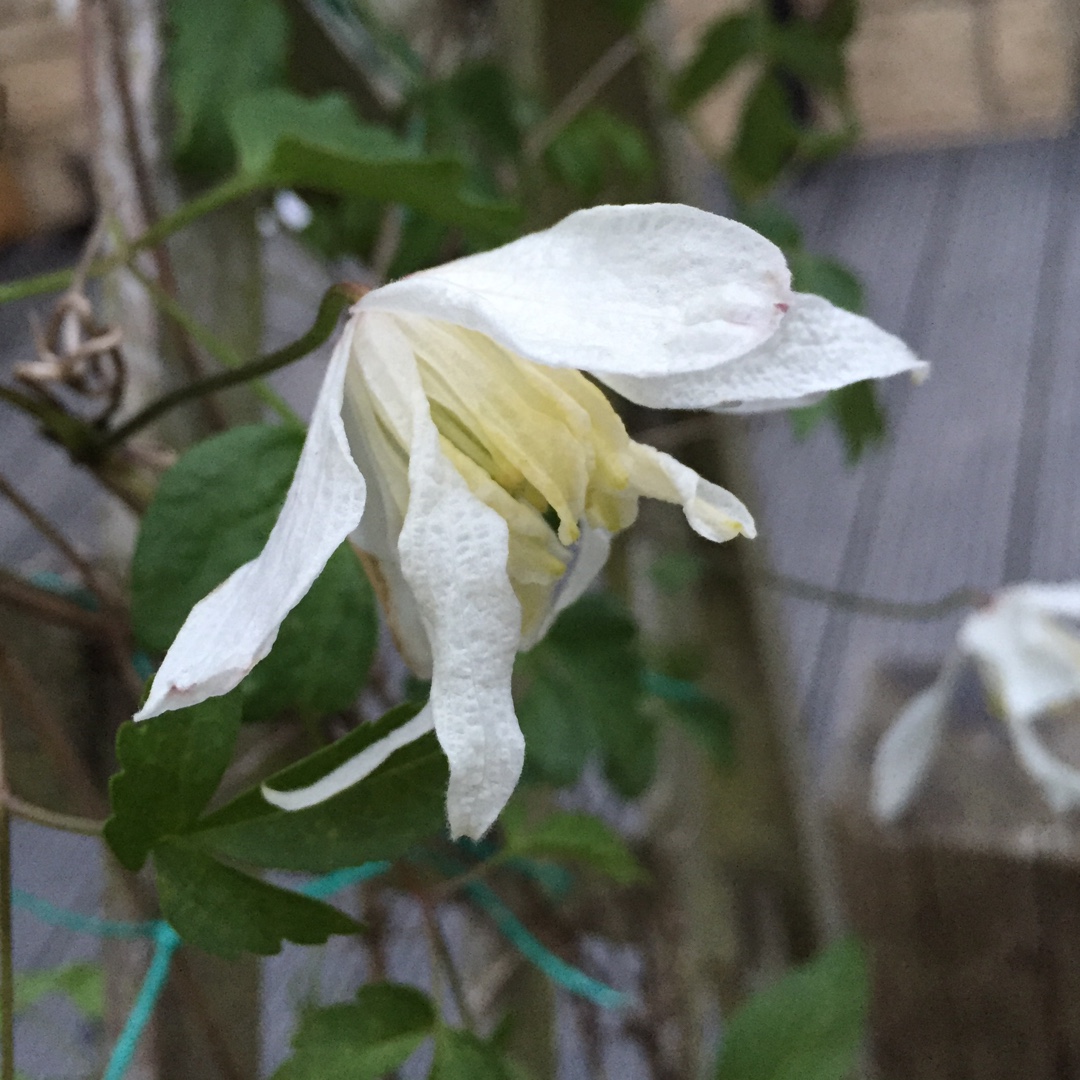 Clematis White Swan in the GardenTags plant encyclopedia