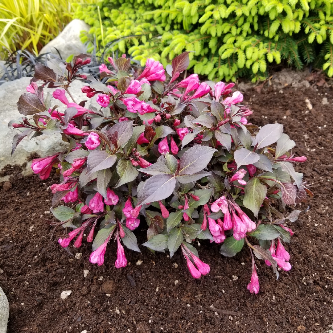 Weigela Coco Krunch in the GardenTags plant encyclopedia