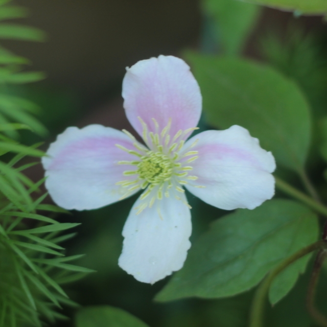 Clematis Fragrant Spring in the GardenTags plant encyclopedia