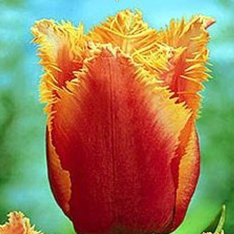 Tulip Aleppo (Fringed) in the GardenTags plant encyclopedia