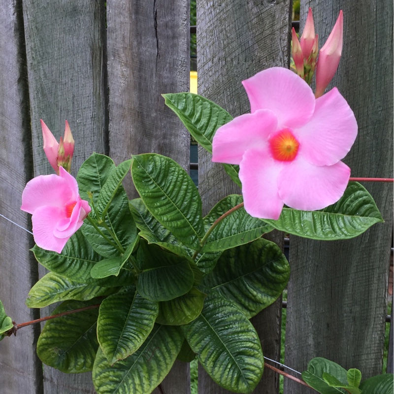 Mandevilla Alice du Pont in the GardenTags plant encyclopedia