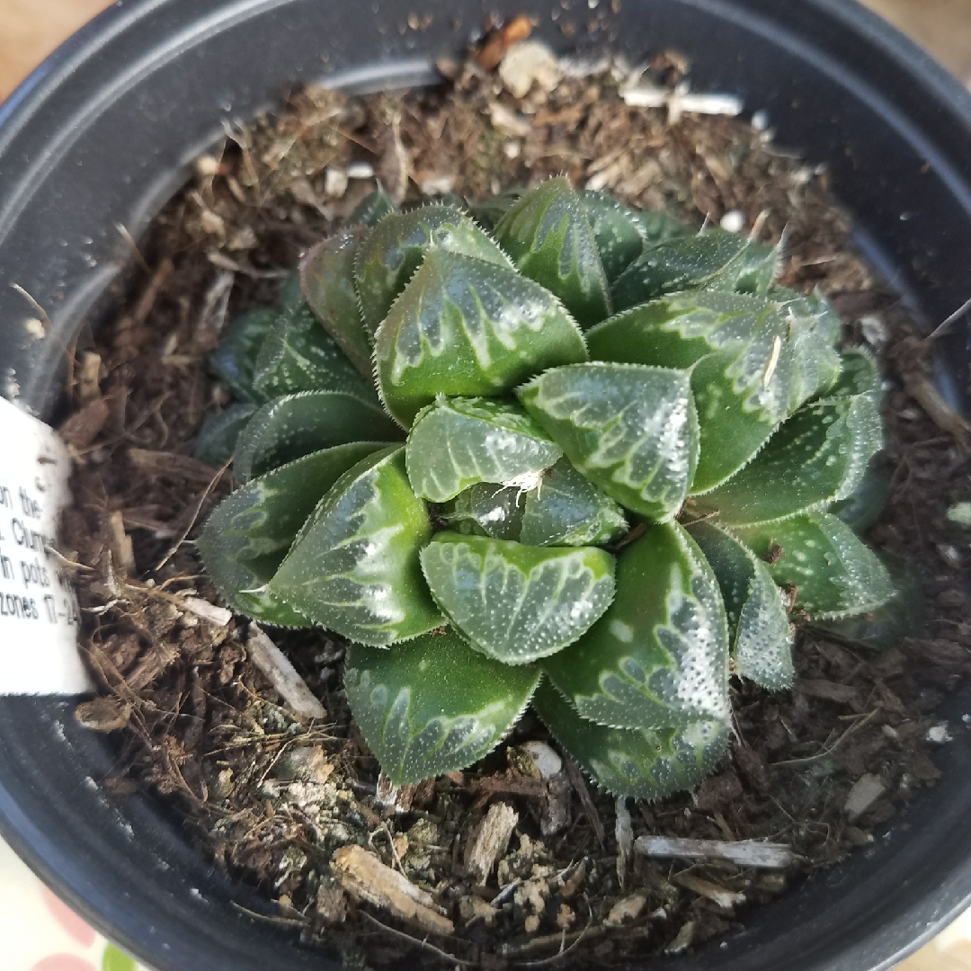 Haworthia pygmaea in the GardenTags plant encyclopedia