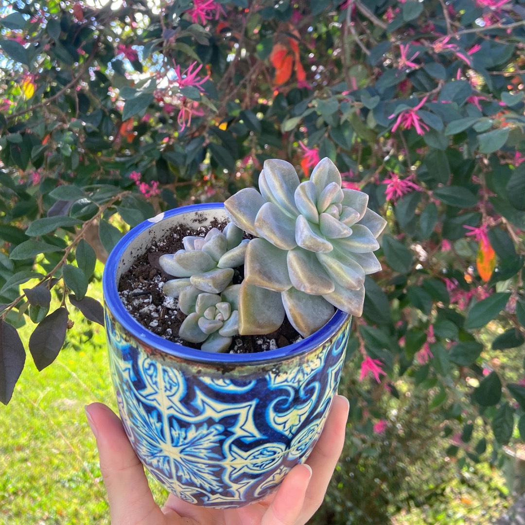 Graptoveria Porcelaine in the GardenTags plant encyclopedia