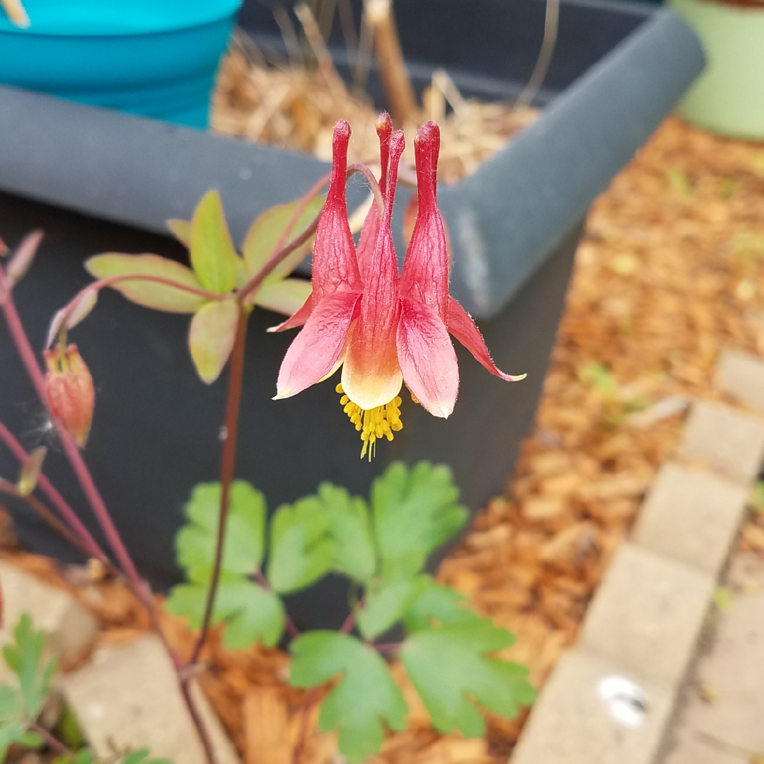 Columbine Clementine Red in the GardenTags plant encyclopedia