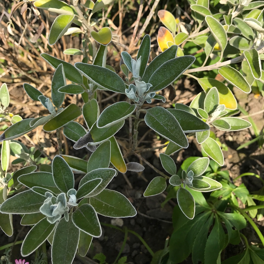 Senecio Daisy Bush in the GardenTags plant encyclopedia