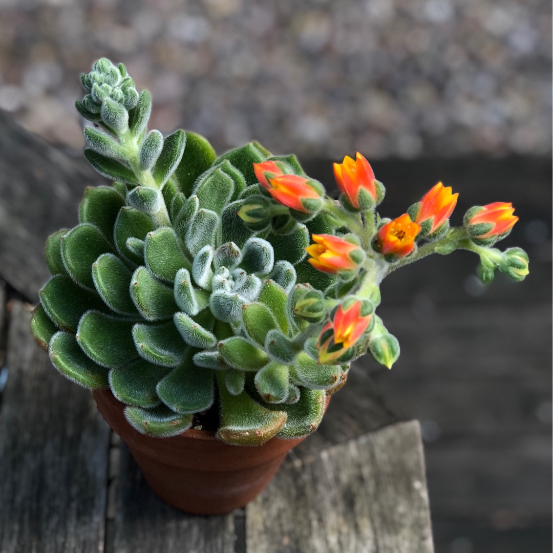 Echeveria Bombycina in the GardenTags plant encyclopedia