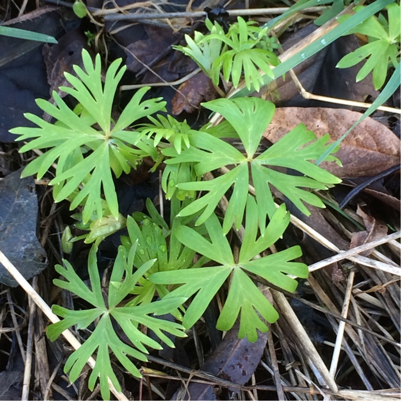 Monkshood in the GardenTags plant encyclopedia