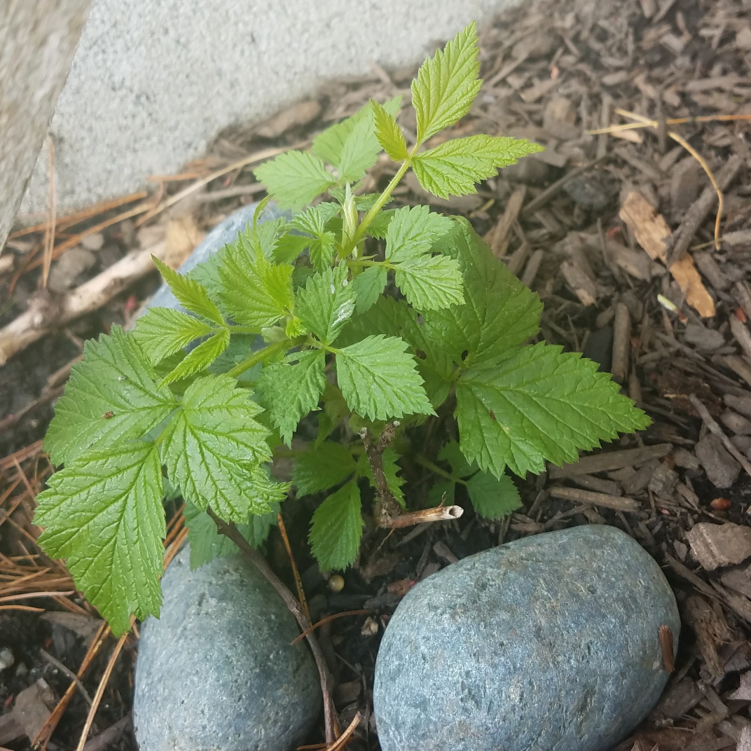 Raspberry Double Gold in the GardenTags plant encyclopedia