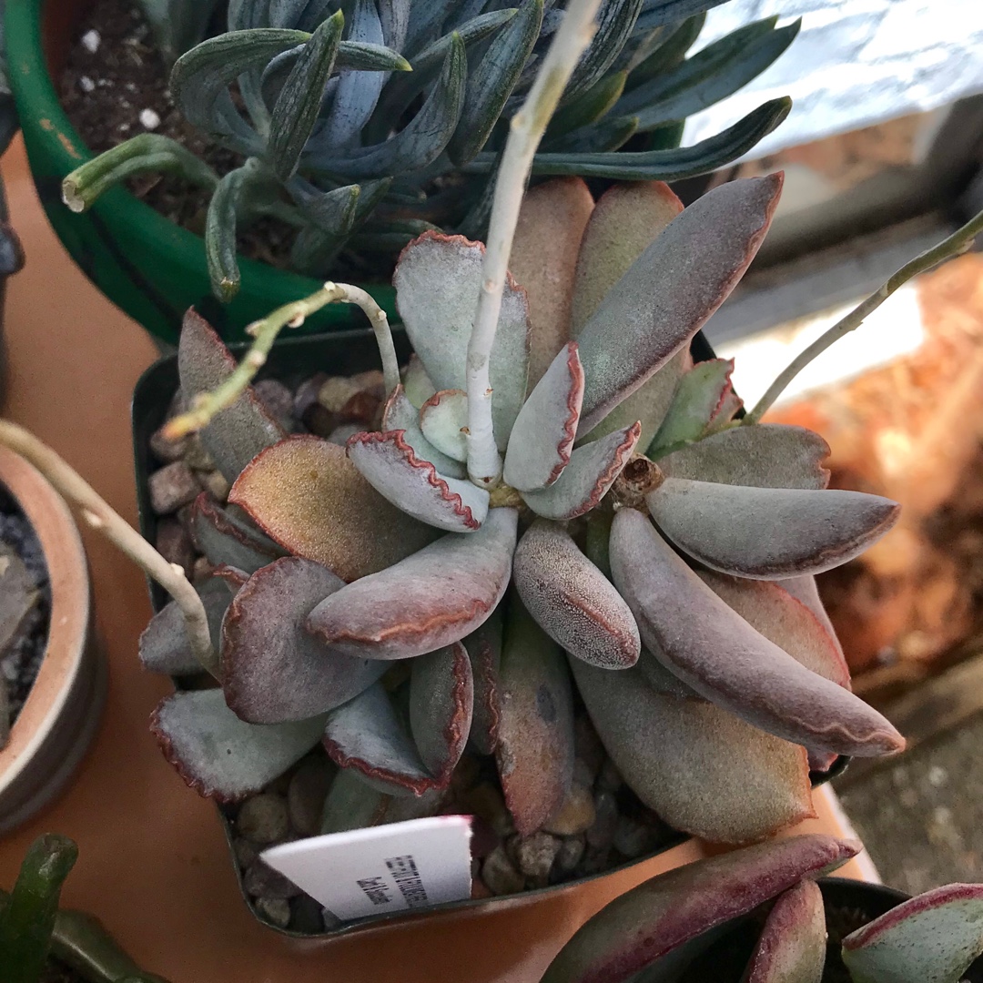 Adromischus schuldtianus in the GardenTags plant encyclopedia