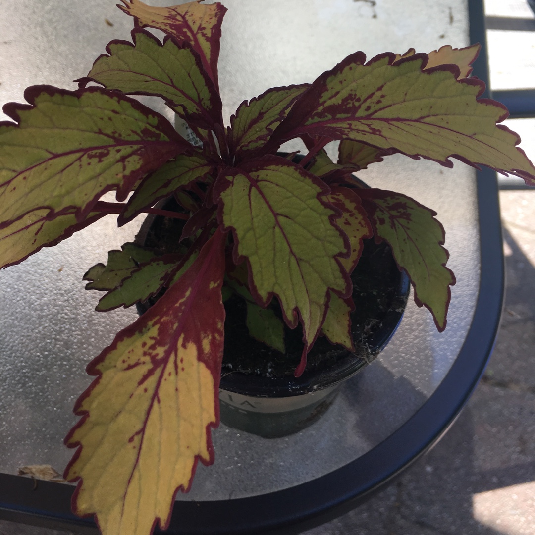 Coleus FlameThrower™ Spiced Curry in the GardenTags plant encyclopedia