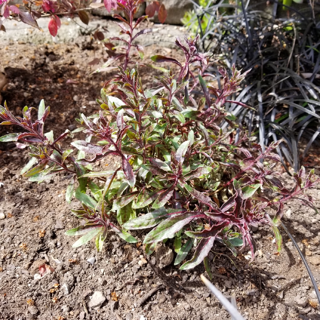 Lindheimers Beeblossom Pink Fountain in the GardenTags plant encyclopedia