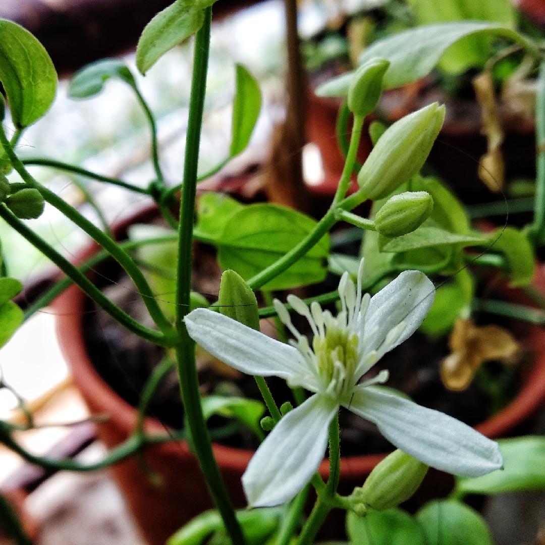 Clematis mandshurica in the GardenTags plant encyclopedia