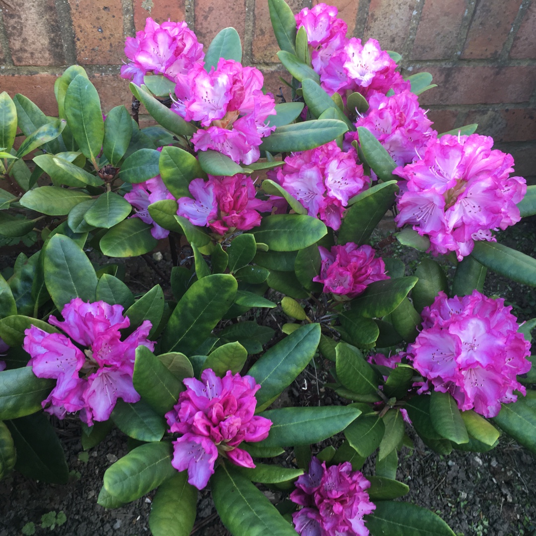 Rhododendron Purple in the GardenTags plant encyclopedia