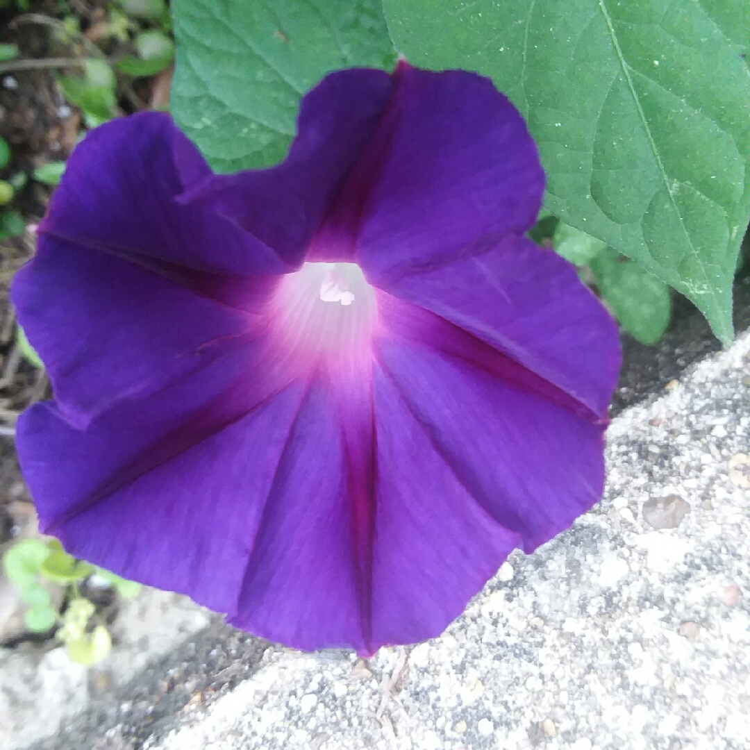 Common Morning Glory in the GardenTags plant encyclopedia