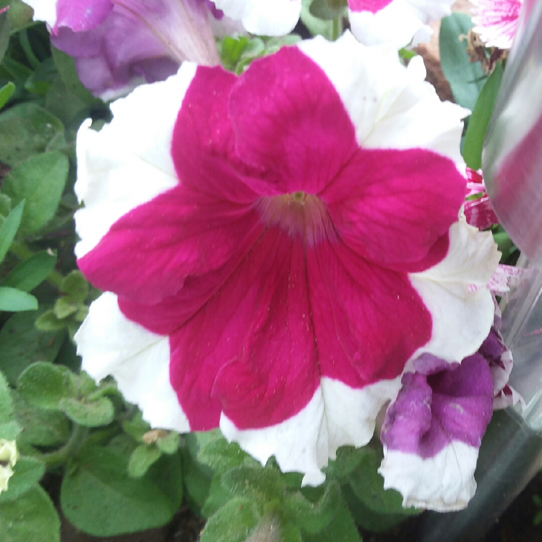 Petunia Can Can Picotee Velvet in the GardenTags plant encyclopedia