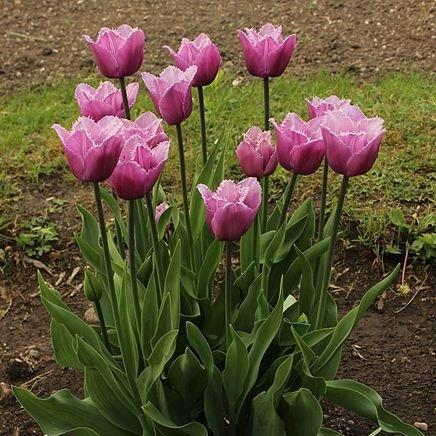 Tulip Blue Heron (Fringed) in the GardenTags plant encyclopedia