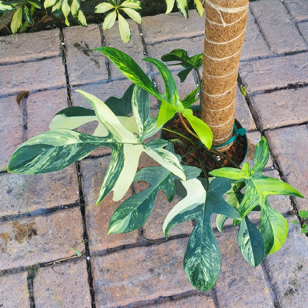 Philodendron Florida Beauty Variegata in the GardenTags plant encyclopedia