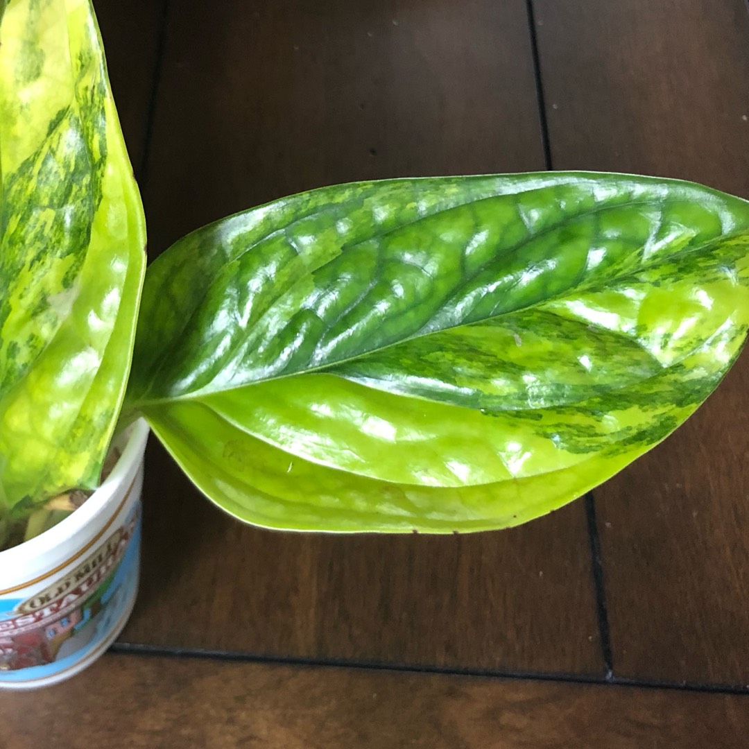 Monstera karstenaium Variegata in the GardenTags plant encyclopedia