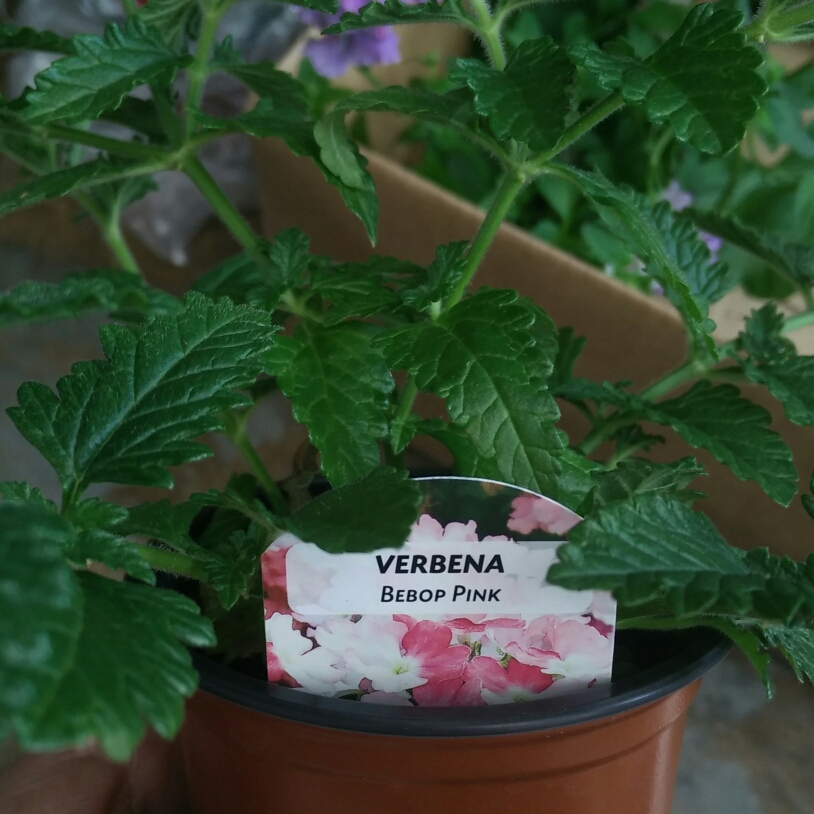 Verbena Bebop Pink in the GardenTags plant encyclopedia