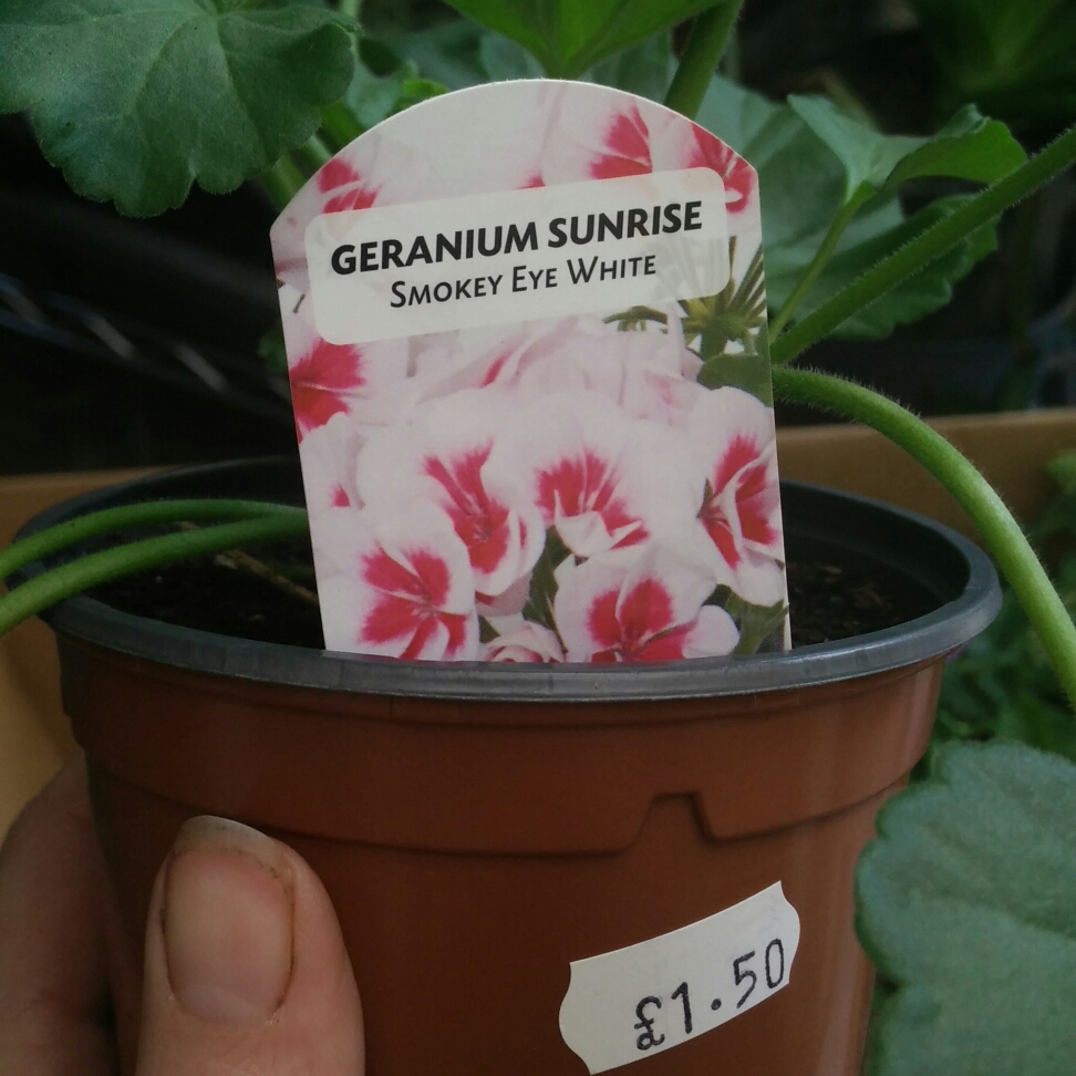 Pelargonium Sunrise Smokey Eye White (Zonal) in the GardenTags plant encyclopedia