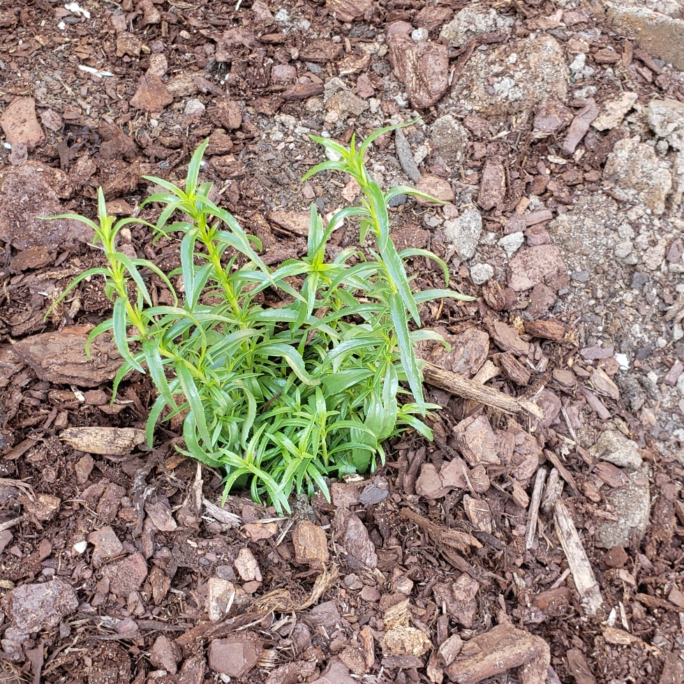 Beardtongue Carillo Red in the GardenTags plant encyclopedia