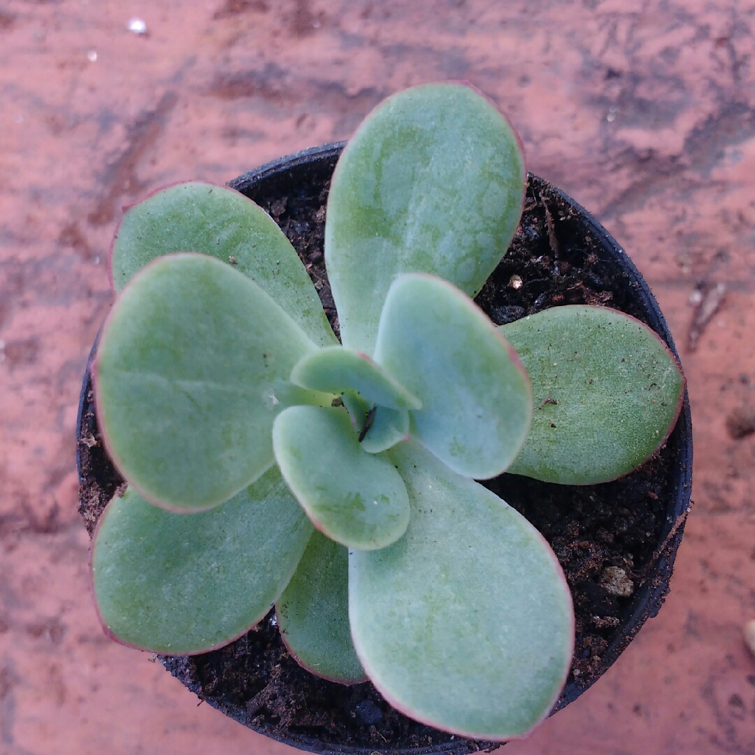 Echeveria Lawrence in the GardenTags plant encyclopedia